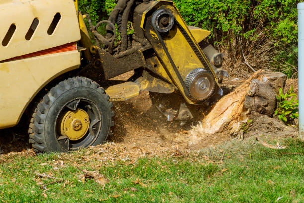 Best Tree Clearing Services  in East Brewton, AL